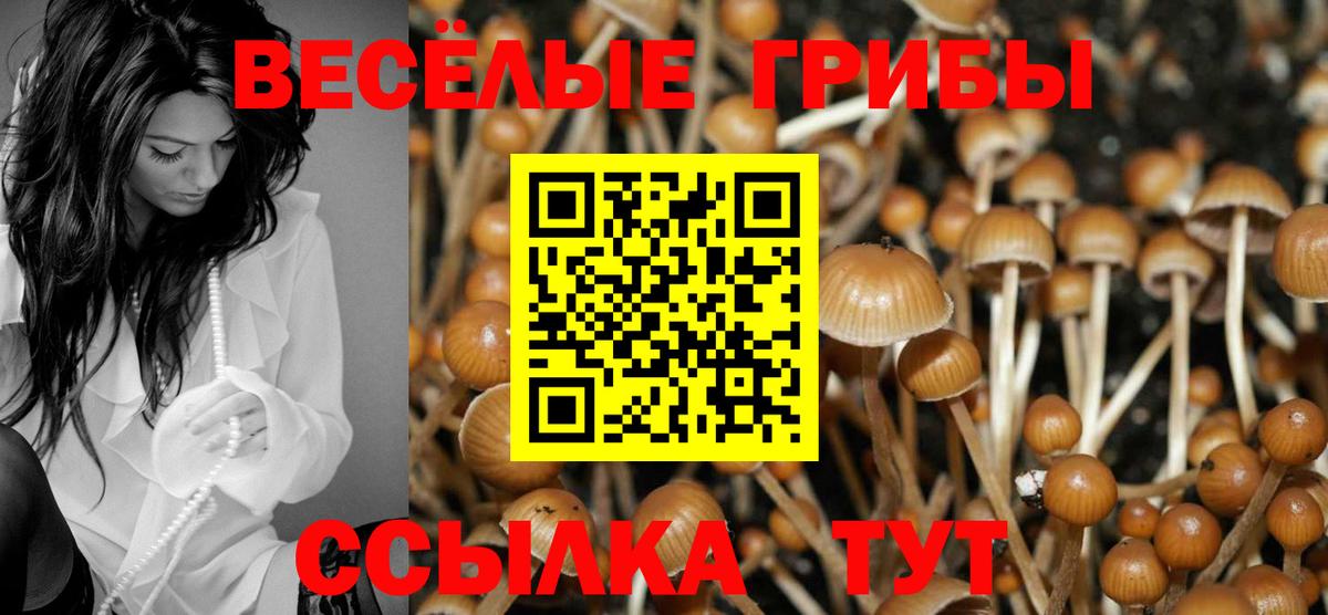 Псилоцибиновые грибы Psilocybine cubensis  Вход с VPN  Псилоцибиновые грибы мицелий  Котовск 